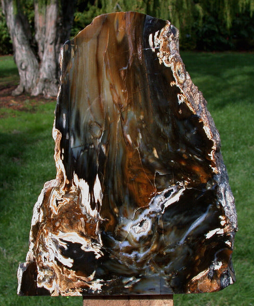 SiS: DARK & KNOTTY 10 lb. Hubbard Basin Petrified Wood Log Standing Sculpture!!