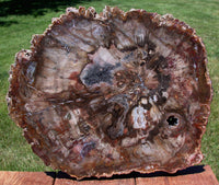 SiS: SIMPLY GORGEOUS 13"+ Madagascar Petrified Wood Round - WOW!