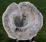 SiS: CURIOUSLY BEAUTIFUL 5.5" Breccia Polished Argentina Petrified Wood Round