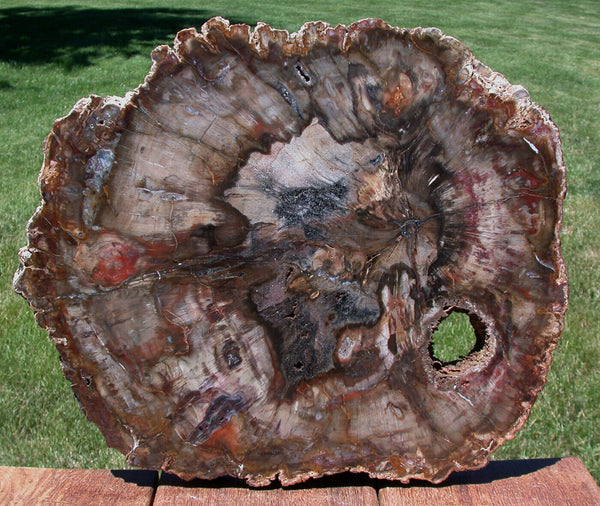 SiS: SIMPLY GORGEOUS 13" Madagascar Petrified Wood Round - WOW!