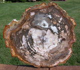 SiS: EXQUISITELY Preserved 12" Madagascar Petrified Wood Round - NICE SLAB!!