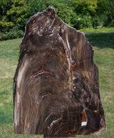 SiS: MUST SEE 14+ lb. Petrified Wood SEQUOIA Sculpture - Mt. Adams Washington