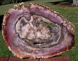SiS: CRAZY COLORFUL PURPLE 13" Madagascar Petrified Wood Round w/ GEODE CAVITY!