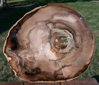 SiS: INCREDIBLE 13" WINGED ELM Double Heart Petrified Wood Round - McDermitt OR!