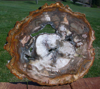 SiS: FASCINATING 11" Madagascar Petrified Wood GEODE Slab - Thick & VERY COOL!