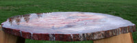 SiS: MAGNIFICENT 32" x 23" Petrified Wood Slab - PERFECT for Coffee Table Top!