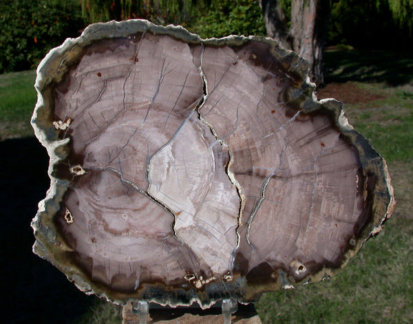 SiS: ULTRA-GEMMY 8" CYPRESS Saddle Mtn. Petrified Wood Round -Beck Collection!