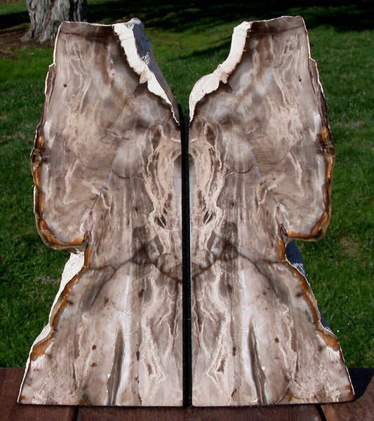 SiS: GLASSY FOSSIL CONIFER Petrified Wood Bookends - Saddle Mtn. Wash.