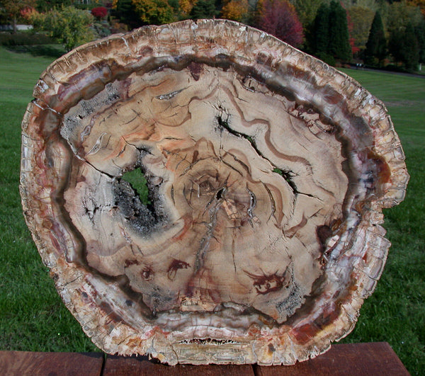 SiS: EXQUISITE 14" Madagascar Petrified Wood Round - PERFECT SLAB with GEODE!