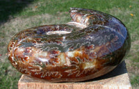 SiS: EXQUISITE FAT Puzosia 4" Ammonite - Sutured Fossil Gemstone!