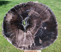 SiS: 9" Chinle Fossil WOODWORTHIA Petrified Wood Log Sculpture - North AZ Rarity