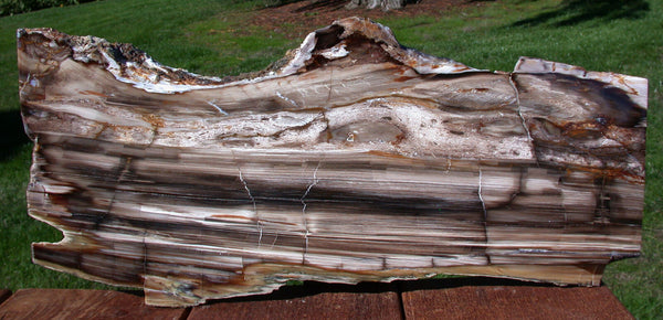 SiS: BEAUTIFUL 16"+ Saddle Mountain RIP CUT Conifer Petrified Wood Slab!