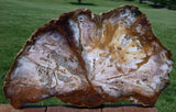 SiS: LARGE 16"+ Hubbard Basin Petrified Wood Round - BOLD & COLORFUL WOOD GRAIN!
