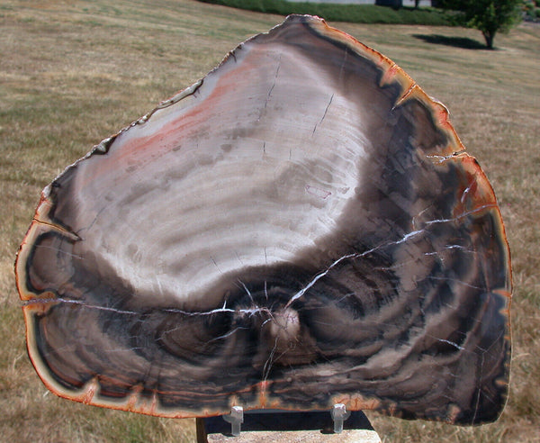 SiS: EXQUISITE BRAZILIAN Araucaria Petrified Wood Round - UNMATCHED COLOR!
