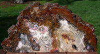SiS: MASSIVE DRAMATIC 17" SCULPTURE Hubbard Basin Petrified Wood Polished Log