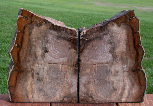 SiS: INCREDIBLE Petrified Wood Bookends - STUNNING 10+ lb. Stinking Water Oak!