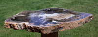SiS: STUNNING 15" Cottonwood Slab - Sweet Home Petrified Wood EXQUISITE SLAB!