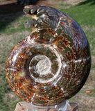 SiS: EXQUISITE FAT Puzosia 4" Ammonite - Sutured Fossil Gemstone!