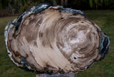 SiS: ULTRA-GEMMY CYPRESS Saddle Mtn., WA Petrified Wood Round - Beck Collection!