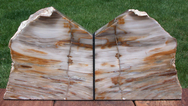 SiS: GLASSY FOSSIL CONIFER 9+ lb. Petrified Wood Bookends - Saddle Mtn. Wash.