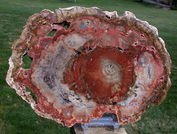 SiS: INCREDIBLE UNIQUE COLOR 9" Madagascar Petrified Wood Round!!