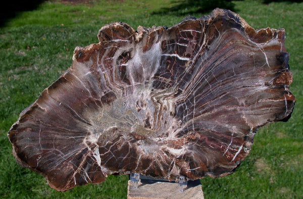 SiS: Chinle Fossil 11" WOODWORTHIA Petrified Wood Round - Northern Arizona