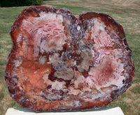 SiS: INCREDIBLE RED TIGER 33"+ Petrified Wood Table Top Slab - MY FAVORITE!