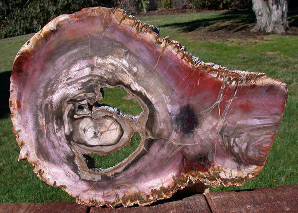 SiS: CRAZY COLORFUL PURPLE 12" Madagascar Petrified Wood Round w/ GEODE CAVITY!