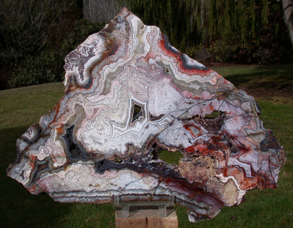 SiS: MAGNIFICENT NEW 13"+ Crazy Lace Agate Specimen - MY BIGGEST PLATE EVER!