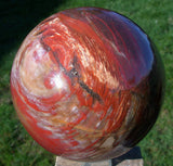 SiS: EXCEPTIONAL 5 lb. Petrified Wood Sphere - Beautiful Wood Grain and Color!