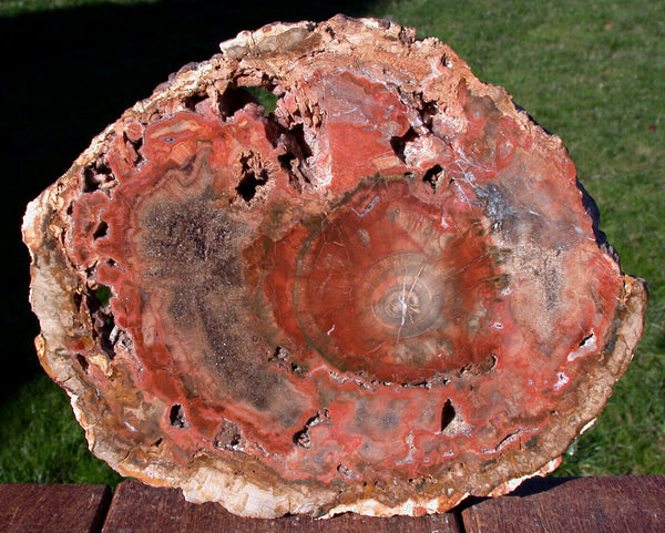 SiS: INCREDIBLE UNIQUE COLOR 9" Madagascar Petrified Wood Round!!