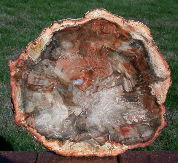 SiS: SUPERIOR QUALITY 11" Madagascar Petrified Wood Round - Warm Rich Color!
