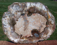SiS: PICTURE PERFECT Araucaria 13" Madagascar Petrified Wood Round - BRILLIANT!