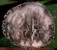 SiS: GIGANTIC 15"+ Ultra-Rare BURMESE Petrified Wood Round from MYANMAR