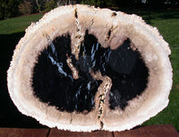 SiS: GORGEOUS STAR FIELD 14" Petrified Palm Wood Slab - SUMATRA Fossil Palm Slab