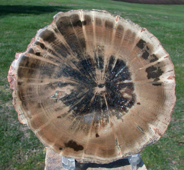 SiS: Petrified Wood Round - African WOODWORTHIA - Truly PERFECT Specimen!