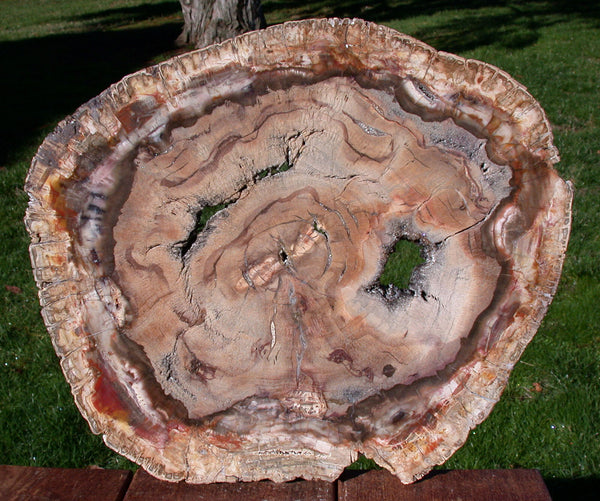 SiS: EXQUISITE 14" Madagascar Petrified Wood Round - PERFECT SLAB with GEODE!