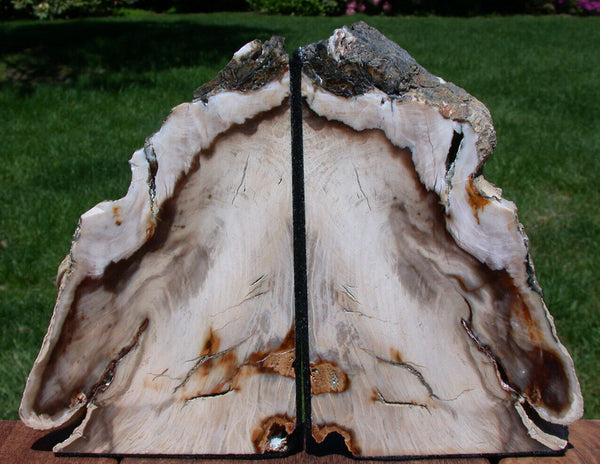 SiS: GLASSY FOSSIL CONIFER 4.6 lb. Petrified Wood Bookends - Saddle Mtn. Wash.