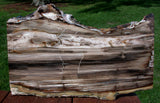 SiS: BEAUTIFUL 12" Saddle Mountain RIP CUT Conifer Petrified Wood Slab!