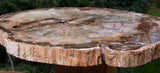 SiS: BIG & BEAUTIFUL 13"+ Madagascar Petrified Wood Round - PERFECT Araucaria!