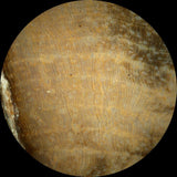 Ultra-Rare BURMESE 4.5" Petrified Wood Round from MYANMAR - Perfect MAHOGANY
