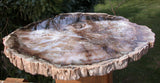 GIANT 9" African Petrified Wood Geode Round - Our LARGEST WOODWORTHIA Slab!