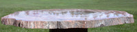 COLORFUL 12 inch Arizona RAINBOW Petrified Wood Conifer Round