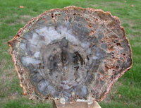 BRILLIANT GLOSSY GRAY Madagascar Petrified Wood Slab - Great Round with a Great Polish!