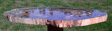 BOLDLY RINGED 22"+ Arizona Rainbow Petrified Wood Conifer Round - TABLE Top!