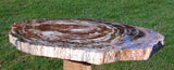 BOLDLY RINGED 20" Arizona Rainbow Petrified Wood Conifer Round - TABLE Top!