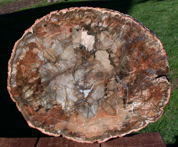 BIG & THICK 13"+ Madagascar Petrified Wood Round - PERFECT Araucaria!