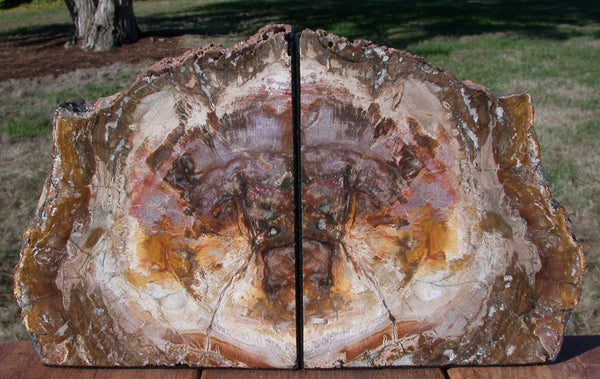 STUNNING NATURAL ART 12 lb. Petrified Wood Bookend Set - Beautiful Fossil Log!!