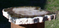 ULTRA-GEMMY 6" Saddle Mtn., WA Petrified Wood Round - Gorgeous Slab!