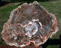 RARE 17"+ Arizona FUNGUS INVADED Petrified Wood - Full Round Museum Piece!